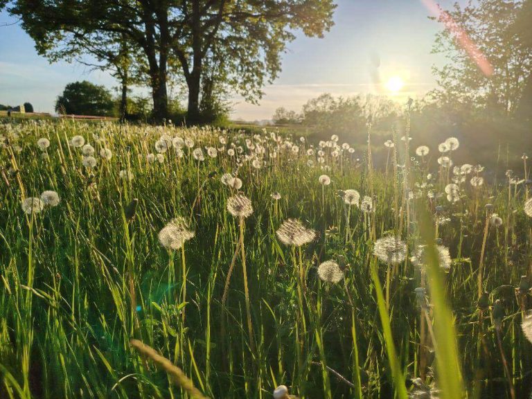 allergies à annecy, un accompagnement en kinésiologie pour apprendre à votre corps à réagir autrement